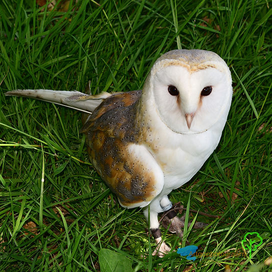Barn Owl Stockley Birds of Prey 22nd July 2021 (2).JPG