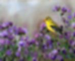 Goldfinch in Thistle