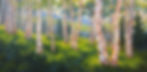 Aspen Forest