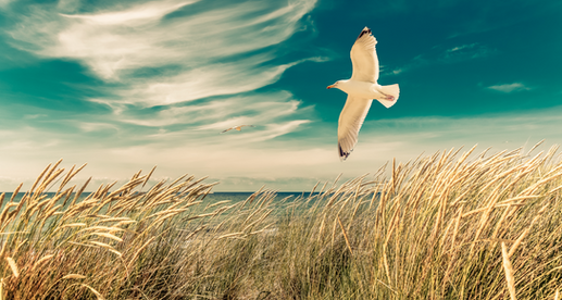 Kurt Gruhlke Möwe_edited.png