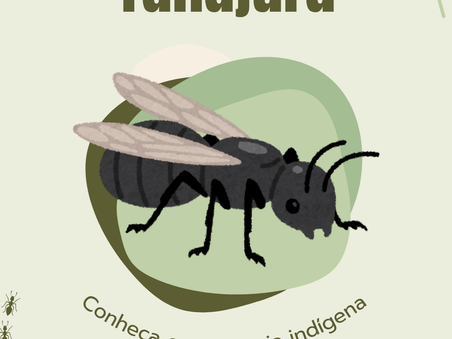 Formiga Tanajura: Conheça essa iguaria de origem indígena