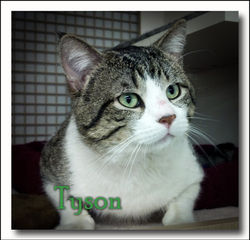 Tyson+close+up-.jpg