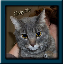 Graycie+(Copy).jpg