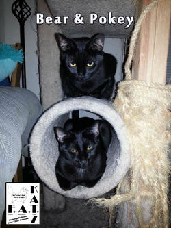 bear & pokey.jpg