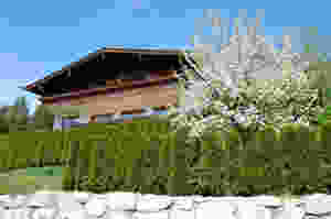 Blossoms in full bloom at the chalet