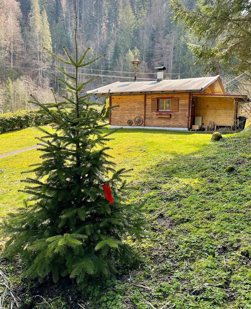 Hütte Waldzeit in Tirol