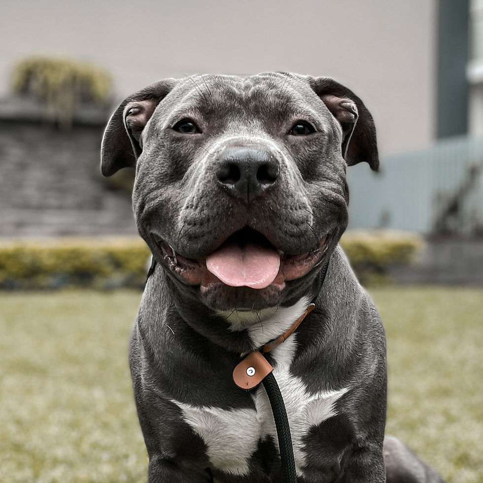 Thumbnail: Staffordshire Bull Terrier Unframed A4 Print