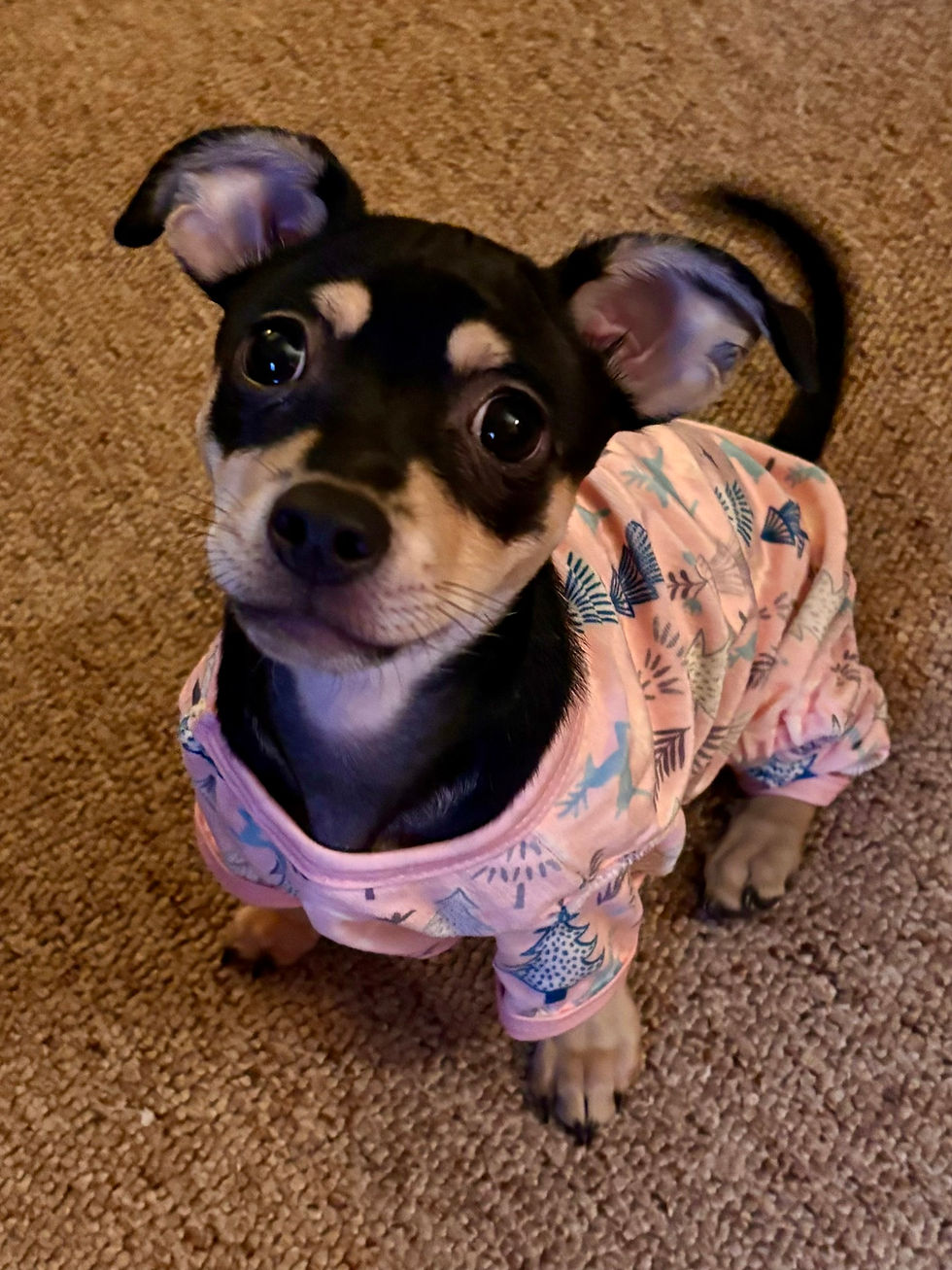 Pet of the Week