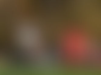 Women’s soccer surpasses Salem in quarterfinals