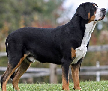 The Sire