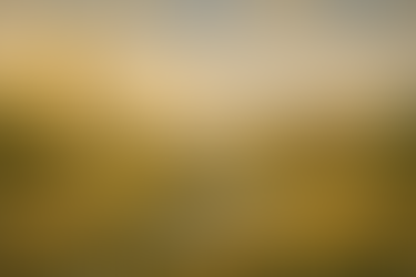 Prairie Pushing Thru Pavements: How Lincoln, Nebraska, Can Re-Wild Itself into a Grassland City