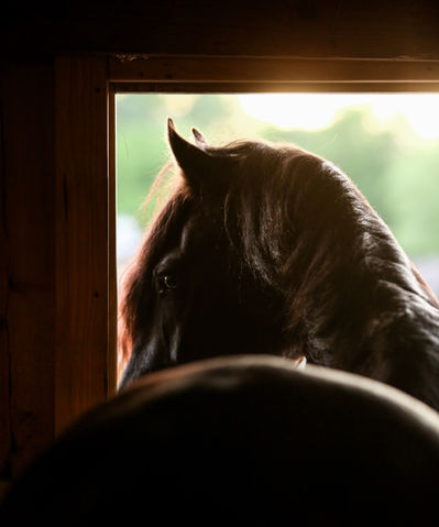 TGL Farms Friesian Horse