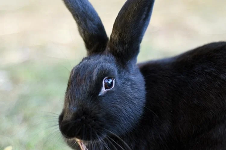 TGL Farms Rescue Rabbits