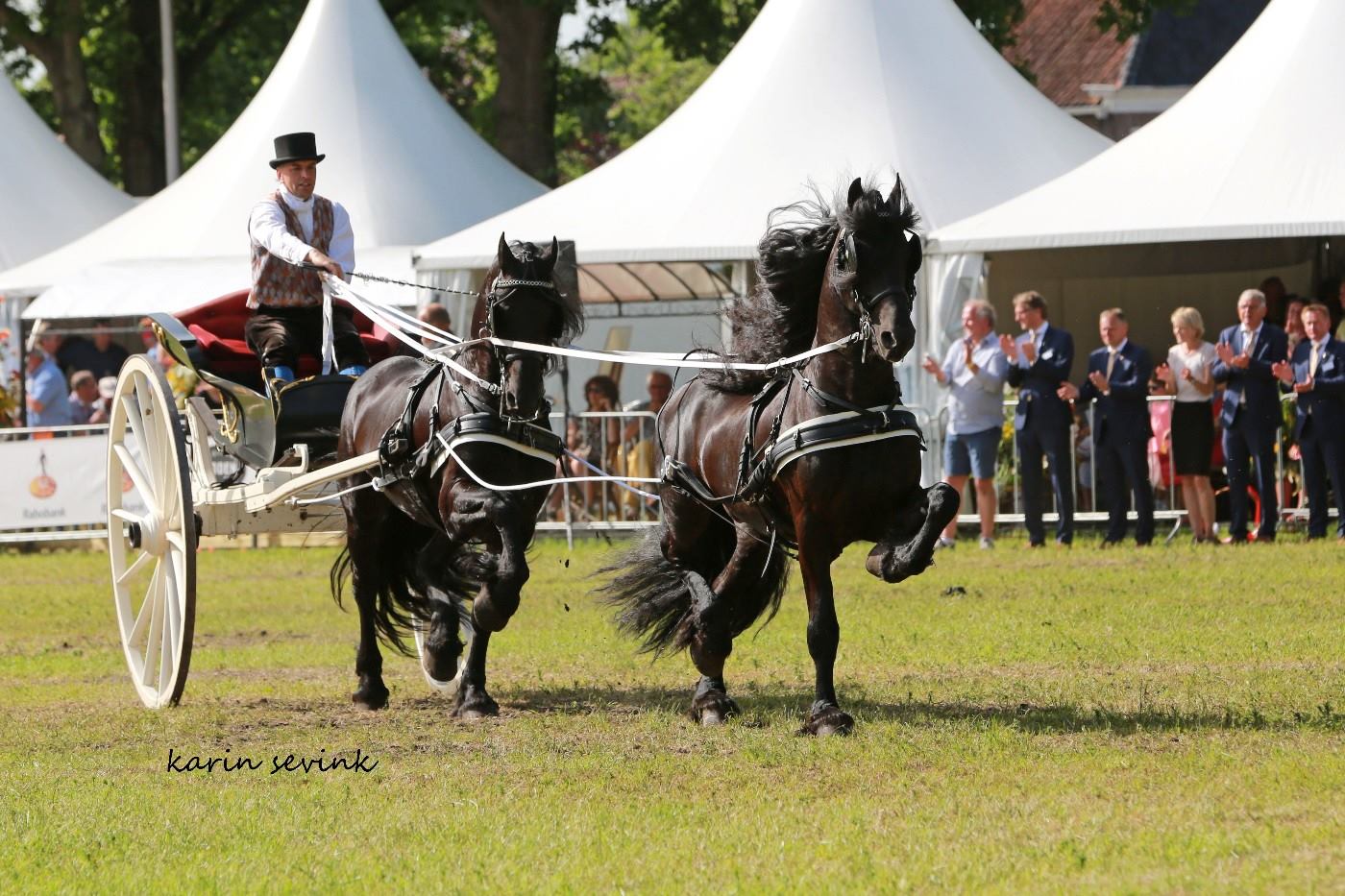 TGL Farms THE SONG Friesian Horses Nashville TN