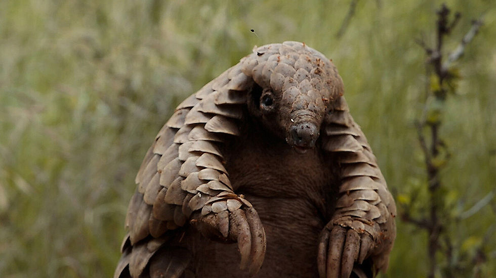 Pangolin: Kulu’s Journey Wins Best Documentary — Another Boost for African Wildlife Film