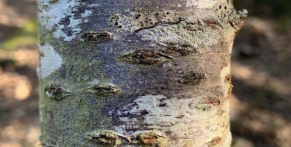 Arbre servant à la pratique de la sylvothérapie en pleine forêt, entourée d’arbres et de lumière naturelle