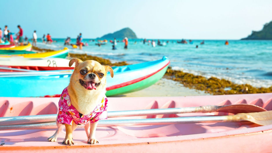 Köpeğiniz ile Tekne Tatili