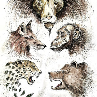 Animal Meeting