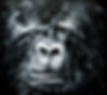 Gorilla (6)_edited.jpg