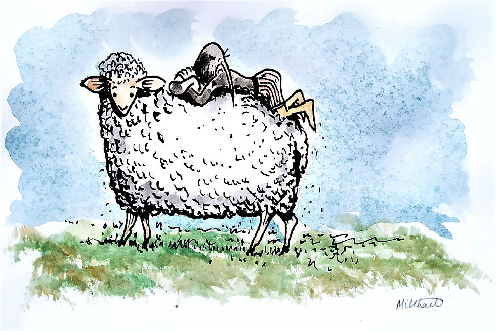 Sheep