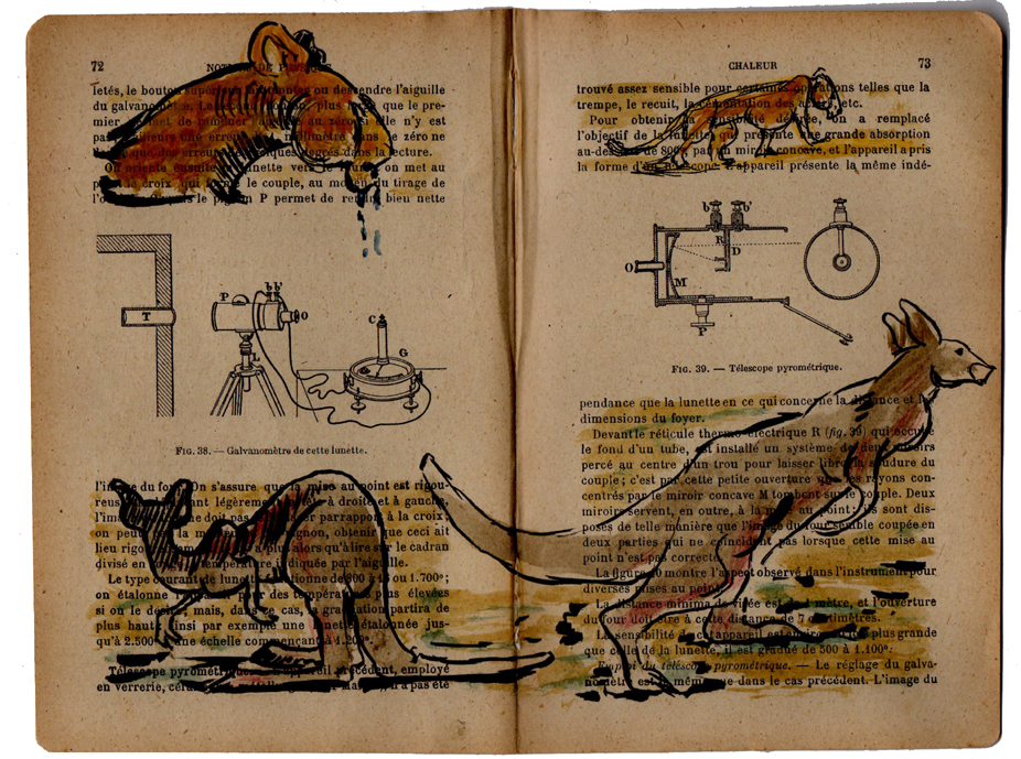 animals