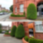 Taxus columns to the rear of Victoria Court, Knutsford