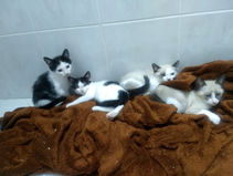 Gatinhos para adoção em São Paulo
