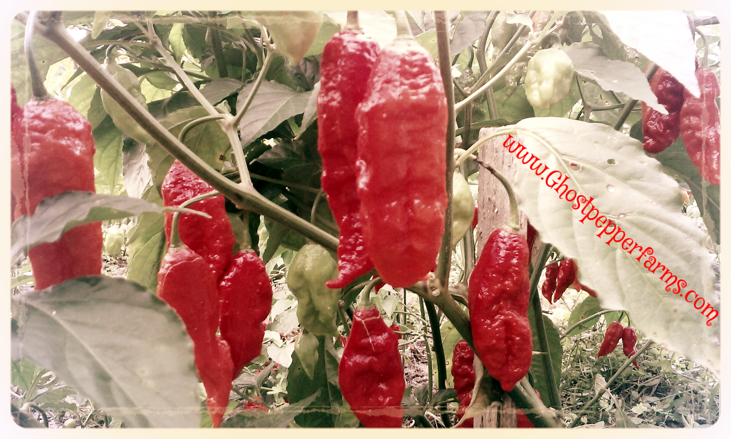 Buy ghost peppers products online Fresh ghost peppers, plants & more