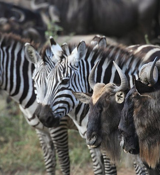 Tanzania.jpg