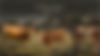 W Wagyu Ranch Website Title Background.jpg