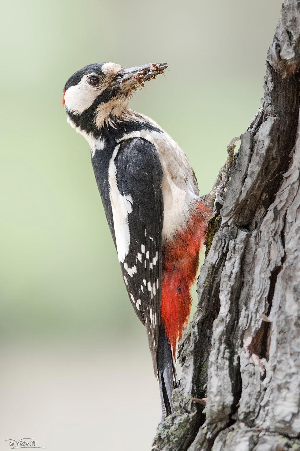 Great-spotted Woodpecker