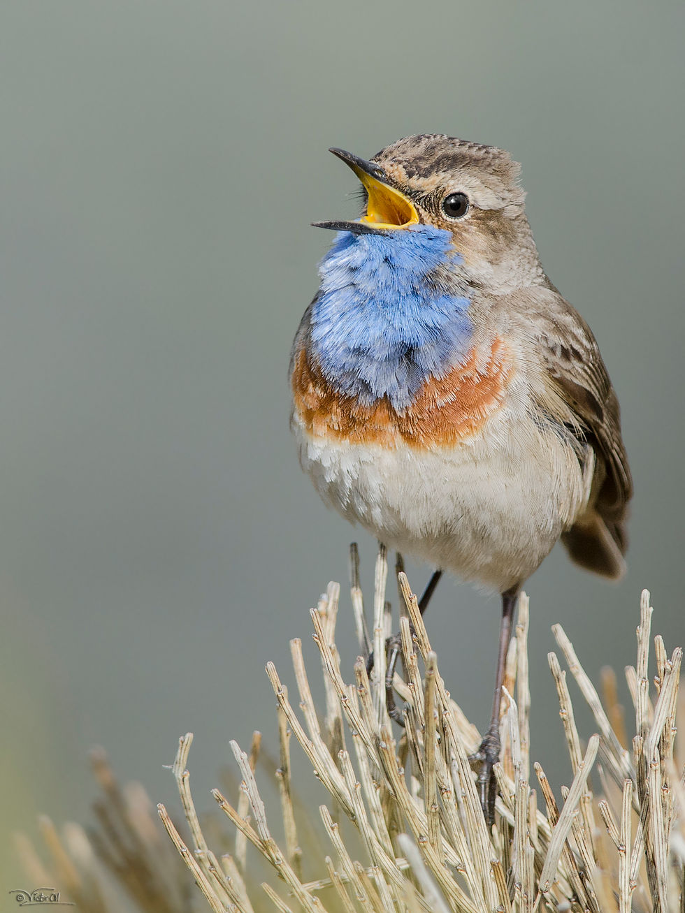 Bluethroat