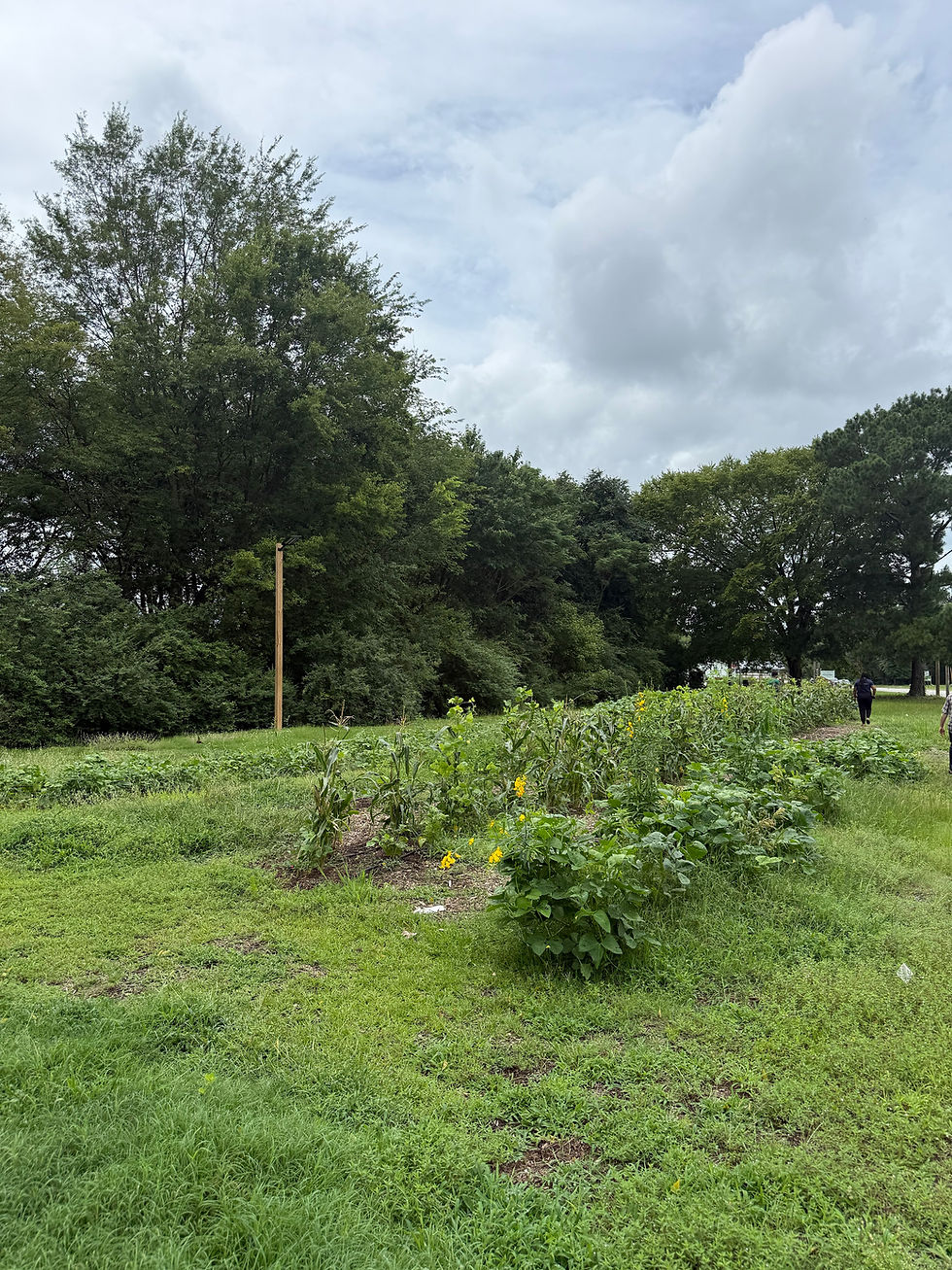 Growing Together: A Visit to Freedom Org's Community Garden