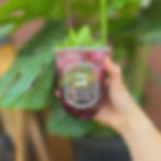 District 1 Food Truck Rally - Beverage Cart Pop-Up