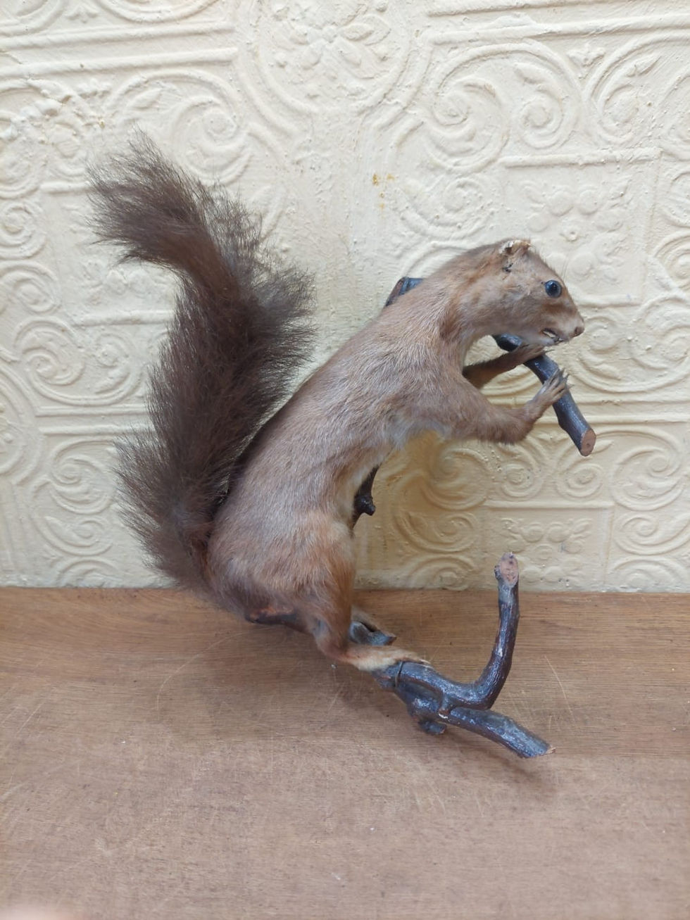 Thumbnail: Vintage Taxidermy Red Squirrel On A Branch