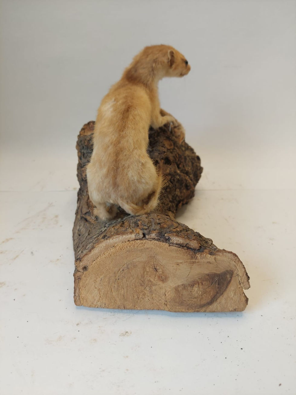 Thumbnail: Taxidermy Stoat & Chick On Wooden Log