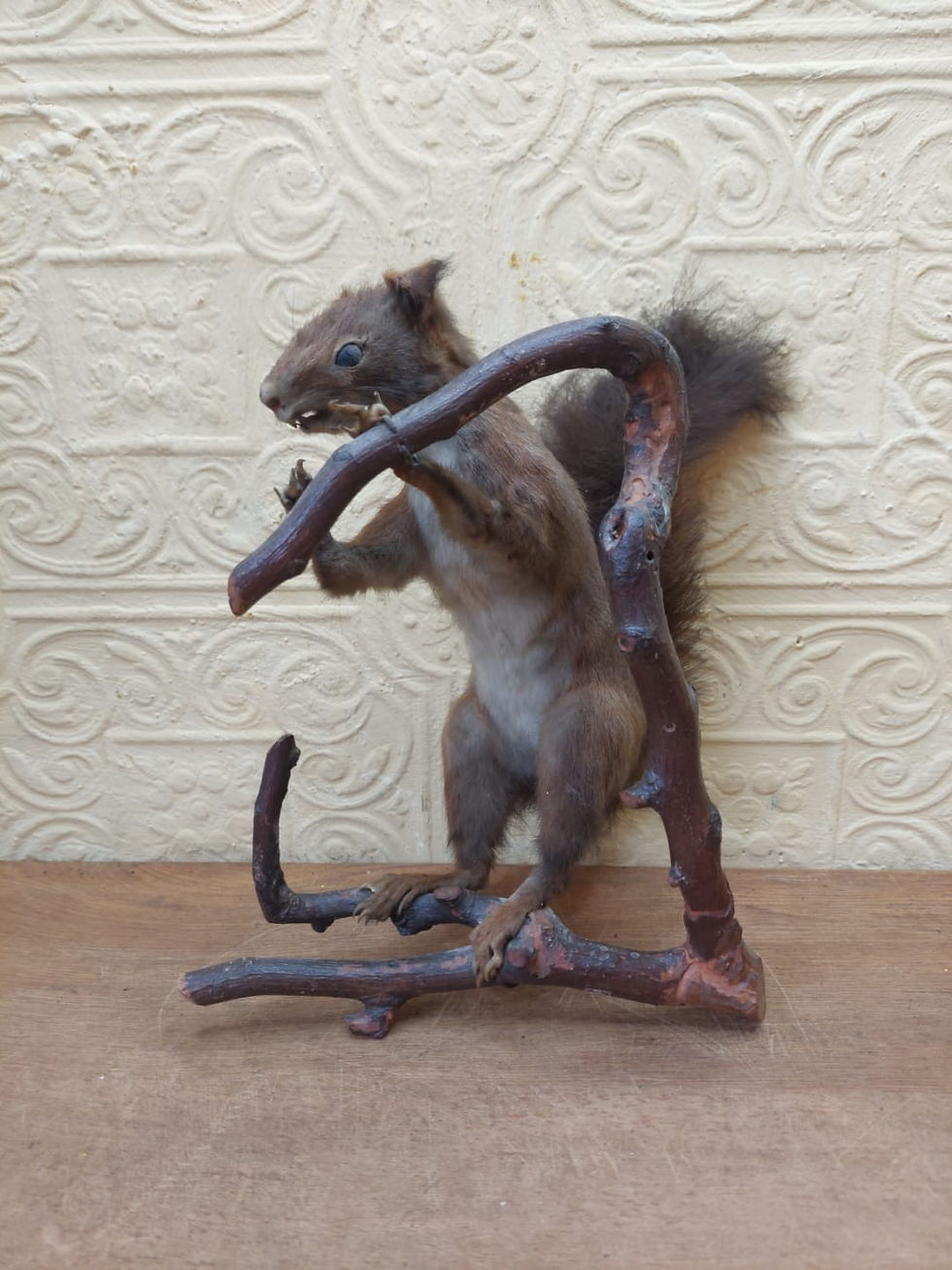 Thumbnail: Vintage Taxidermy Red Squirrel On A Branch