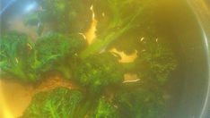 4月練習日についてのお知らせ