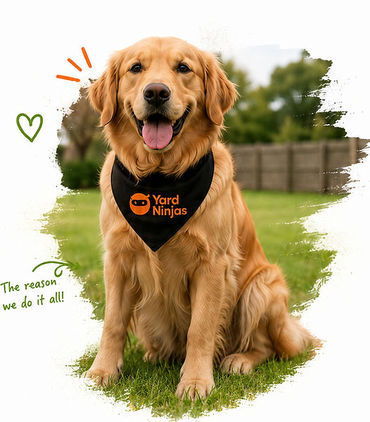 hero dog bandana_edited.jpg