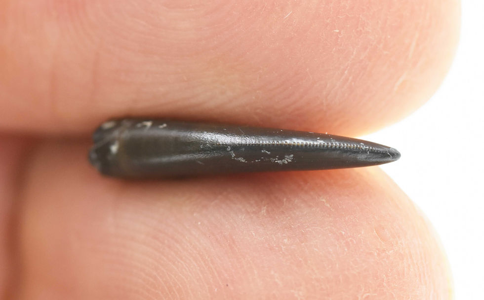 Thumbnail: cf Marshosaurus (tooth)