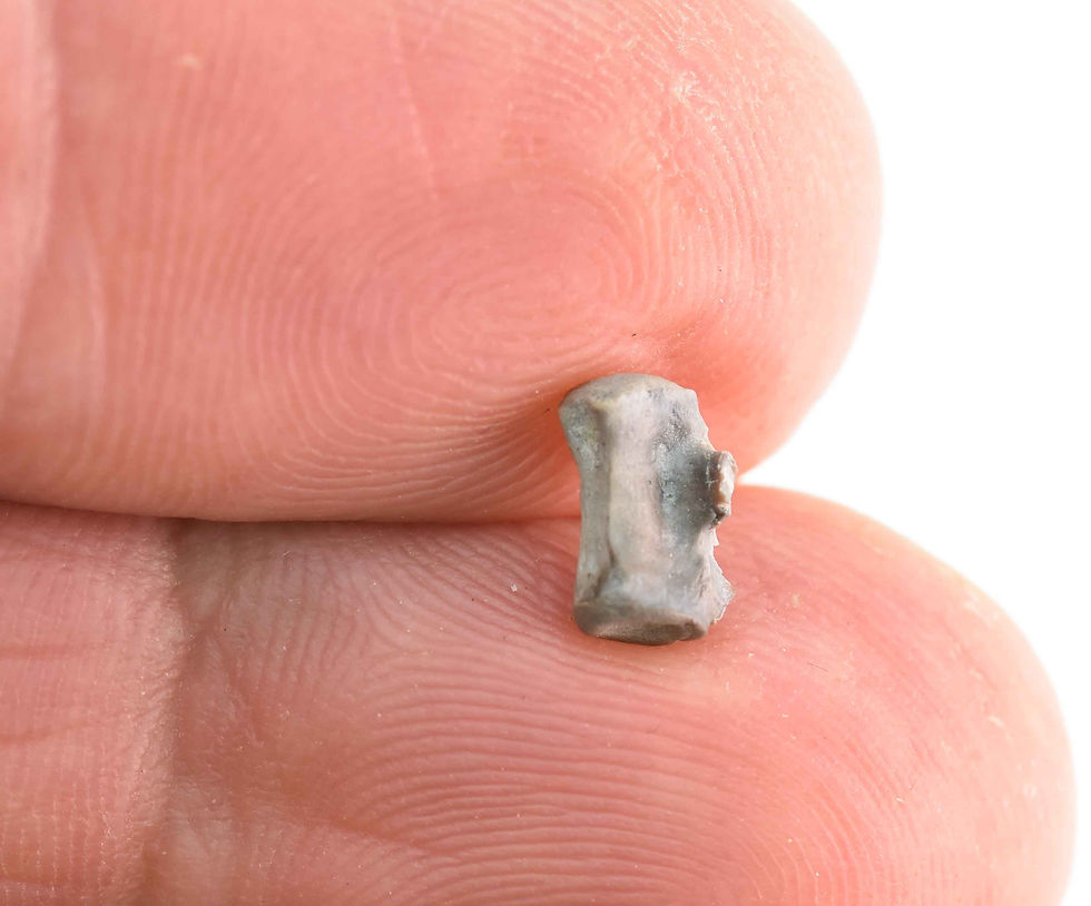 Thumbnail: Fish vertebra