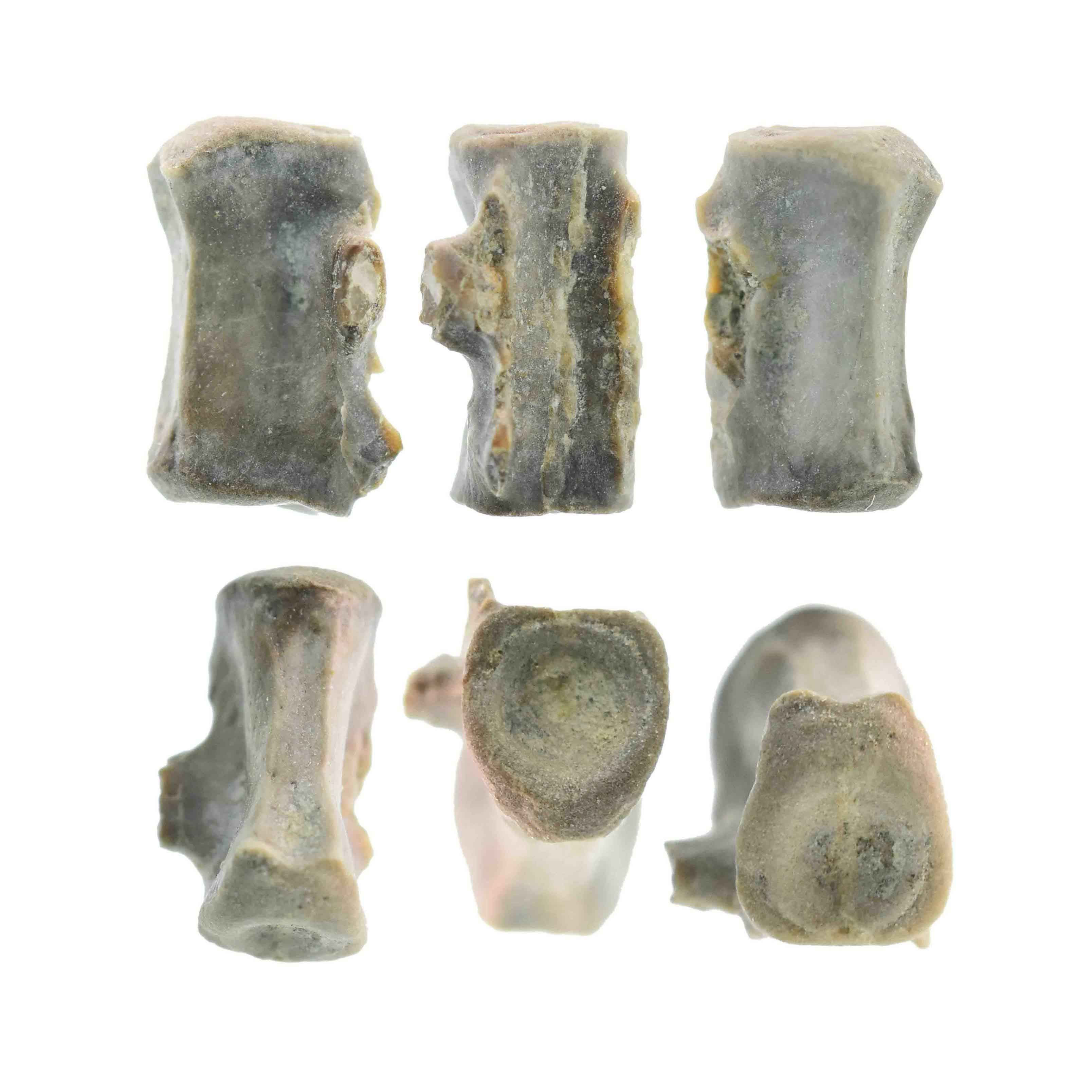 Fish vertebra
