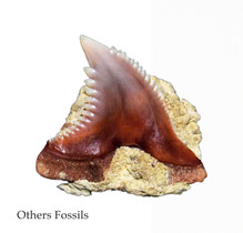 Others Fossils of Portugal