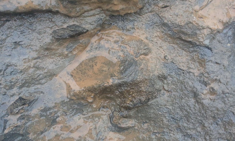 Thumbnail: Stegosaurus (vertebrae)