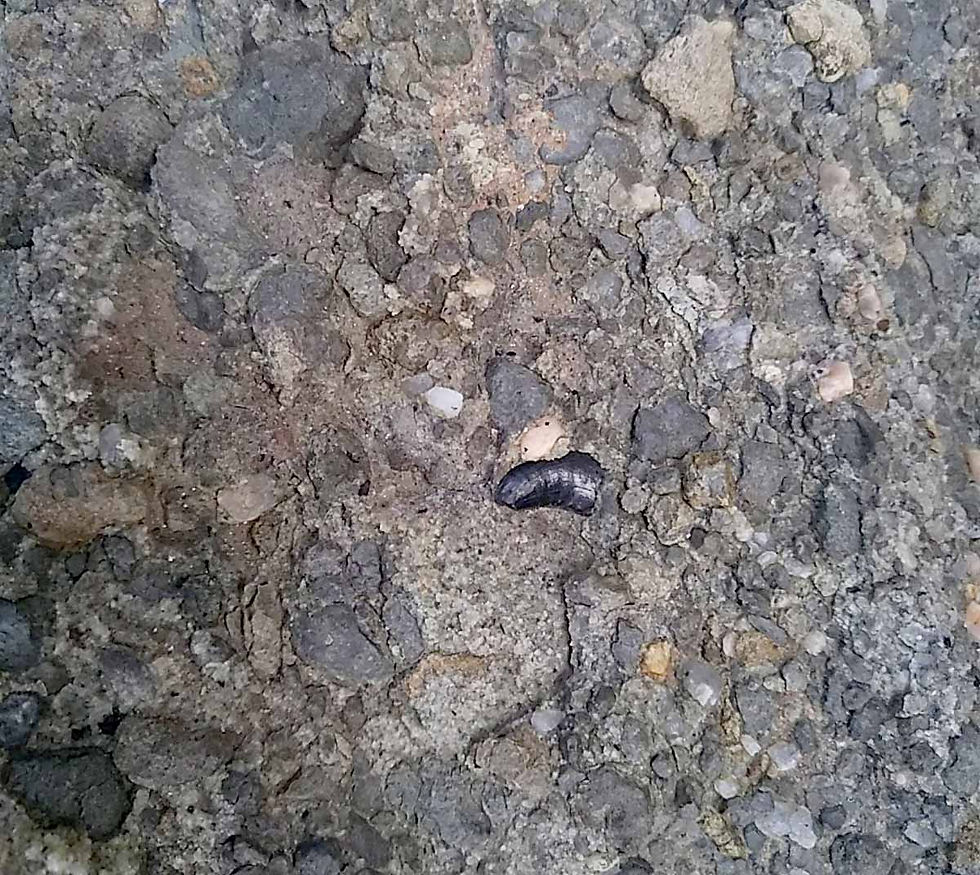 Thumbnail: Allosaurus indet. (tooth)