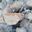 Thumbnail: Megalosaurus indet. (tooth)