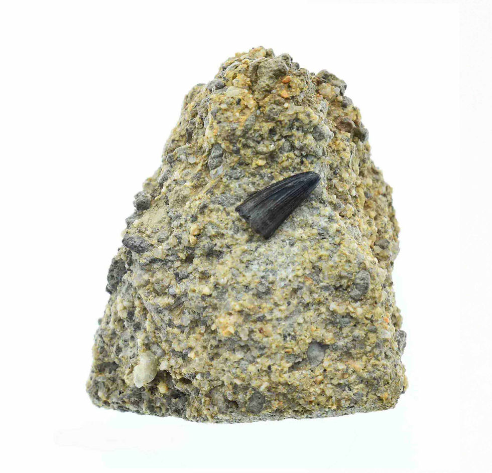 Machimosaurus indet. (Tooth)
