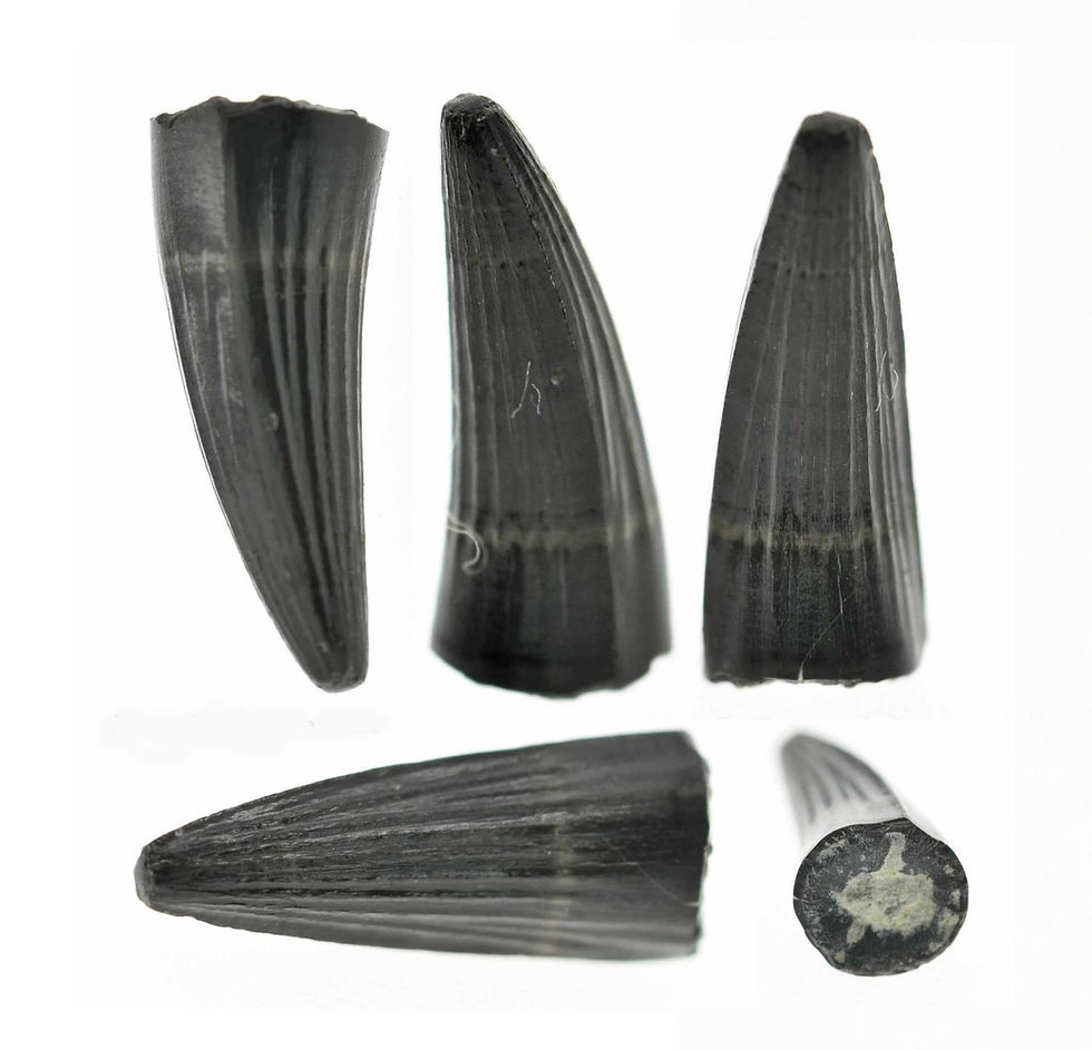 Machimosaurus indet. (Tooth)