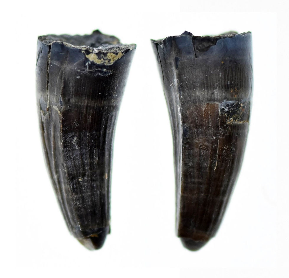 Machimosaurus indet. (Tooth)