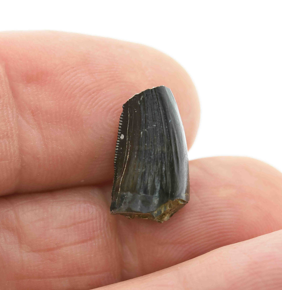 Thumbnail: Ceratosaurus indet. (tooth)